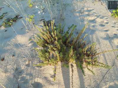 A prendersi la scena � la salicornia, pianta perenne alta fino a un metro e mezzo, legnosa alla base e densamente ramificata